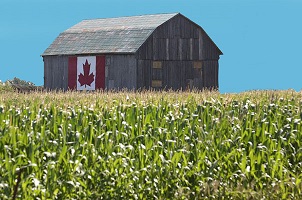 Prejuízos da Pandemia no Canadá
