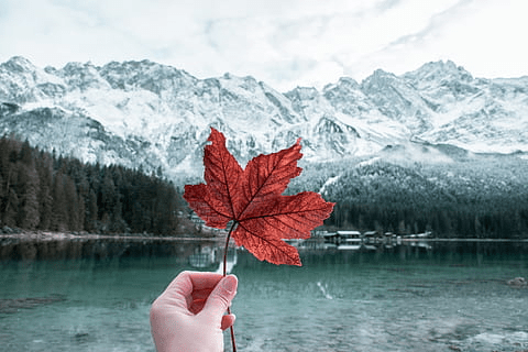  O que é Maple Tree