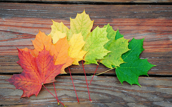  O que é Maple Tree