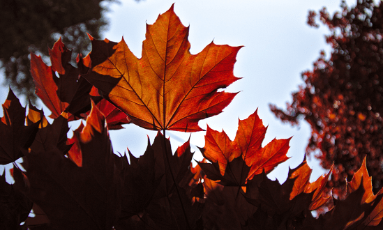 Maple Tree