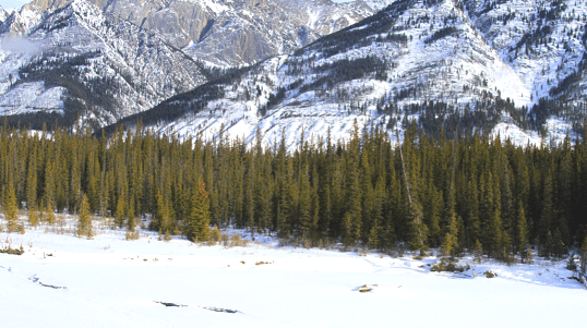 Parque Nacional Wapusk no Canadá